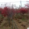 基地直銷 出售嫁接日本紅楓 又名黃金楓 彩色葉紅楓落葉喬木