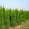 基地供應蜀檜 綠化工程 塔柏 塔松 檜柏 檜柏 寶塔松