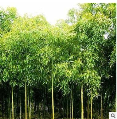 優(yōu)質(zhì)雷竹苗 竹子 竹子苗 規(guī)格齊全