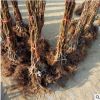 基地供應(yīng)金瑞園藝獼猴桃苗 海沃德紅陽黃金果二年大苗獼猴桃樹苗