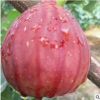 無花果苗批發(fā)金奧芬 布蘭瑞克波姬紅紫果大青果當年結(jié)果樹苗