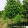 批發(fā)樸樹樹苗 基地直供 綠化苗木工程綠化苗基地 規(guī)格全