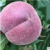 什么季節(jié)種植桃樹苗成活率高秋季起嫁接桃苗現(xiàn)挖先賣黑桃皇后桃苗