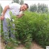 什么季節(jié)種植花椒苗成活率高農(nóng)戶直銷量大協(xié)助找車大紅花椒苗價格