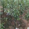 苗圃基地大量供應(yīng)奧紅一號梨樹苗品種保證 雨露香梨樹苗現(xiàn)挖現(xiàn)賣