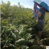 香椿苗出圃時應(yīng)注意哪些問題 大棚種植紅油香椿苗 露天種菜香椿苗