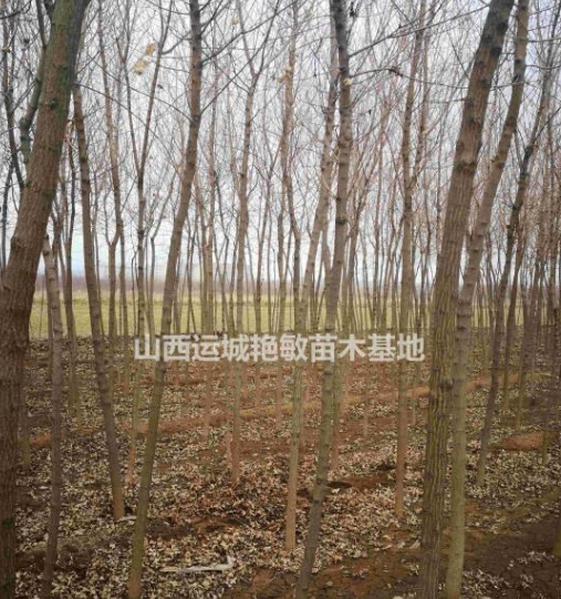 山西省運(yùn)城市絳縣艷敏苗圃供應(yīng)大小五角楓