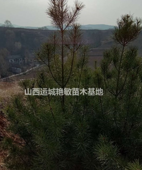 山西省運(yùn)城市絳縣白皮松供應(yīng)大小規(guī)格低價(jià)出售