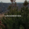 山西省運(yùn)城市絳縣白皮松供應(yīng)大小規(guī)格低價(jià)出售