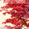 批發(fā)高檔花卉盆景美國紅楓正宗日本紅楓嫁接樹苗觀葉植物庭院綠化