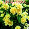 苗圃批發(fā)綠化爬藤植物木香花薔薇花苗 開花十里香 七里香當(dāng)年開花