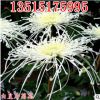 限時(shí)特價(jià) 精品菊花苗批發(fā)[白皇后]盆栽 庭院花卉 開花可泡菊花茶