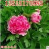 庭院植物菏澤牡丹花王 珊瑚臺(tái)牡丹花苗 盆栽牡丹苗 批發(fā)當(dāng)年開花