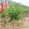 基地直銷紫丁香 5-10公分獨桿丁香工程綠化行道樹 叢生紫丁香花樹