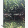 基地直銷 優質 紫薇 百日紅 品種齊全 蕭山 苗木 喬木 灌木 園林