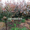 紅葉碧桃，紅葉碧桃*新價(jià)格