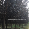 江蘇地區 大量出售紅葉李 紫葉李大量低價出售