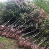 江蘇地區出售 紅葉石楠樹 規格全面 價格優惠