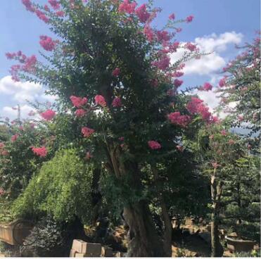 福建紫薇樹樁產(chǎn)地批發(fā) 紫薇盆景 嫁接紫薇 造型紫薇