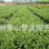 龜甲冬青 土球好 冠幅好 花灌木 地被 球類 色塊類 綠化苗木 園林