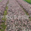 花葉絡石 地被 土球好 冠幅好 花灌木 地被 球類 色塊類 草花苗圃