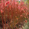 紅瑞木 園林 綠化苗木 苗圃 苗木批發 園林公司 批發苗木 蕭山銷