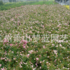 豐花月季 盆栽 地栽苗 綠化 工程 當年開花 大花月季 花卉 庭院