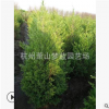側(cè)柏 地被 工程 綠化 苗木 品種 規(guī)格 齊全 園林 工程苗 蕭山直銷