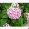 八仙花 品種 規(guī)格 齊全 園林 地被 工程 綠化 苗木 蕭山 苗圃直銷
