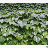 爬山虎 優(yōu)質(zhì) 精品苗 成活率高 蕭山 藤本 植物 批發(fā) 基地 規(guī)格全