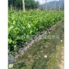 彩赤丹茶花苗 正品赤丹變異品種花開復色當年小苗