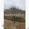 優(yōu)質(zhì) 紅楓 羽毛楓 品種 規(guī)格 齊全 園林 綠化 道路工程 蕭山苗圃