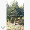 優(yōu)質(zhì)桂花 園林 樹木 花灌木 地被 球類 色塊類 草花類 喬木 園林