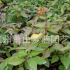 地中海莢蒾 精品 優(yōu)質(zhì)苗 成活率高 園林 綠化 工程 行道樹 蕭山