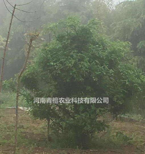 鄭州地區供應法桐