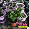 基地批發(fā)多肉植物蟹爪蘭盆栽室內(nèi)花卉批發(fā)多肉植物花卉