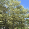 基地直銷(xiāo)小葉欖仁 錦葉欖仁 綠化工程行道樹(shù) 規(guī)格齊全