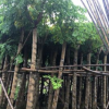 幌傘楓大葉傘 基地廠家直銷(xiāo) 園林綠化植物 幸福樹(shù)價(jià)格優(yōu)惠