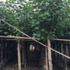 園林綠化苗木黃槿供應(yīng) 多種規(guī)格移植成活率高基地直銷(xiāo)量大從優(yōu)