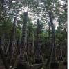 基地直銷(xiāo)南洋楹，價(jià)格優(yōu)惠，品種規(guī)格齊全，綠化行道樹(shù)