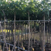 基地供應(yīng)大量?jī)?yōu)質(zhì)芒果樹(shù)批發(fā)果樹(shù)苗 芒果苗 芒果樹(shù)苗