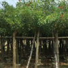基地直銷(xiāo)雞冠刺桐 大量批發(fā) 園林景觀工程供應(yīng) 規(guī)格齊全