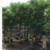 基地直銷黃槐樹苗 工程綠化公園風景樹 優(yōu)質(zhì)移栽黃槐