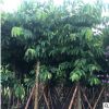 風景樹大葉紫薇 園林景觀綠化工喬木出售 多規(guī)格紫薇樹供應