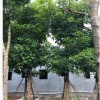 基地供應重陽木 各種苗木基地直銷 優(yōu)質(zhì)重陽木批發(fā)