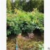 基地大量供應紅絨球 園林綠化工程批發(fā) 規(guī)格齊全