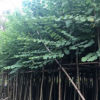 基地直銷宮粉紫荊 大量批發(fā) 園林景觀工程供應 規(guī)格齊全
