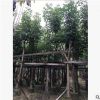 基地供應紅花風鈴木 常綠的風鈴木樹 適合行道庭院廣場公園綠植