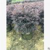 基地直銷紅花繼木 大量批發園林綠化紅花繼木苗 紅繼木小苗