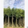 基地直銷天竺桂 種植基地現貨 天竺桂供應 宏遠園林